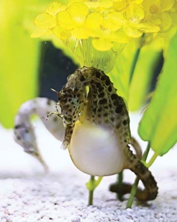 seahorse (6) seahorse (6)
