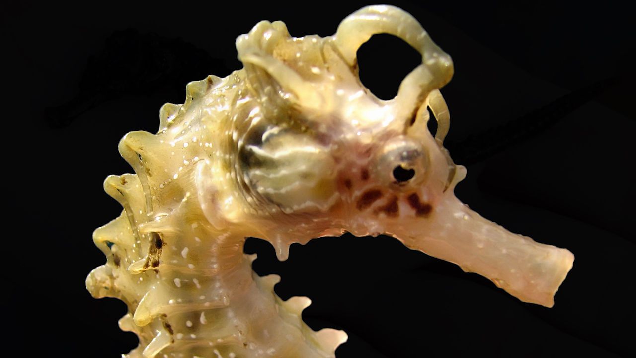 seahorse (1) seahorse (1)