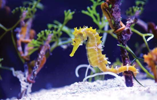 seahorse (5) seahorse (5)