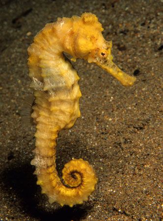 seahorse (3) seahorse (3)