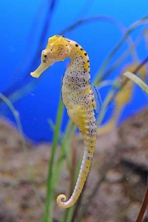 seahorse (2) seahorse (2)